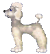 caniche