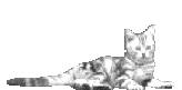 chat_couché